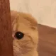 sneakycat