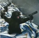 catgun