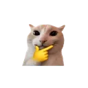 catmog