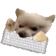 dogkeyboard