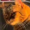 catangry26