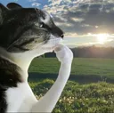 gatopensativo