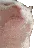 ban_catjam
