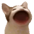 popCat
