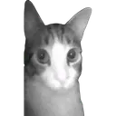 1catcam