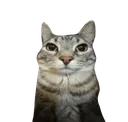 1catstare