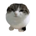 1catseal