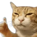 5426catliked