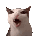 2020cronchycat