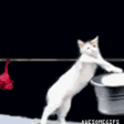 8810catwashingclothes