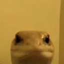 lizord