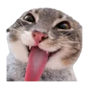 blehhh