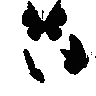 black_butterflies