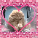68359lovecat