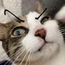ayo