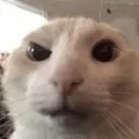 ayo2