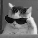 catswag