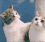 catkiss2