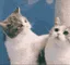 catkiss2