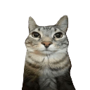 :Cat_stare: