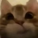 kitty Discord sticker - ʟɪɢʜᴛ ᴏꜰ ᴏʀᴛʜᴏᴅᴏxʏ