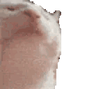White cat rhythmically bobbing its head up and down.