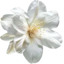 A white flower with delicate petals and a yellow center.