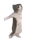 A cat in four different poses performing a rhythmic dance.