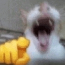 A blurry white cat with its mouth wide open in a scream, with a yellow cartoon hand pointing forward.