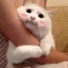 omchan
