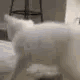 Cat performing a twerking dance move in a room.