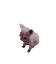 :BingusDance: