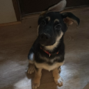 A small black and brown puppy sitting on a floor and looking upward with a curious expression.