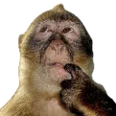 <:Da_Monkey:1534839973092524104>