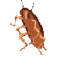 :$dancing_roach: