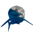 :SHARK: