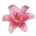 pinkflower_katsu