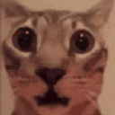 CatShock Discord emoji