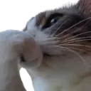 Cat with a paw covering its face in a gesture of disappointment.