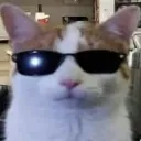 A cat wearing dark sunglasses looking directly at the camera with a calm expression.