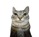 :cat_stare: