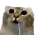 400561drollingcat1