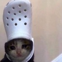 :crocat: