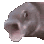 pogfish animated Discord emote from ノtype · chat · vc · giveaways · social · chill
