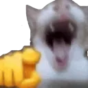 catlaugh