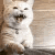 H_1 animated emote from النهاية