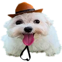 doggy_hat