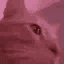 Q_CAT_DANCE animated Discord emote from Lumina.