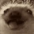 Hedgehog making various silly facial expressions in a rapid sequence.