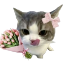 catlove Discord emoji